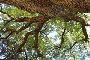 agriturismorioverde_sassomarconi_fratus_2012