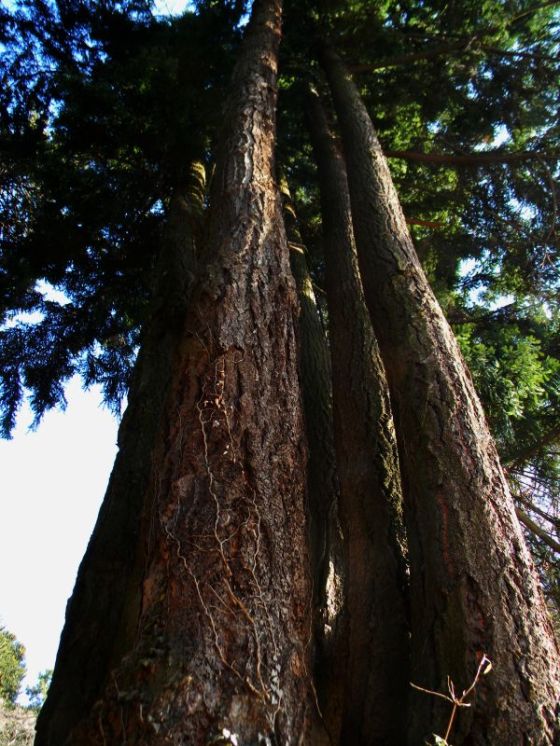 bioglio_douglasia_fratus_c