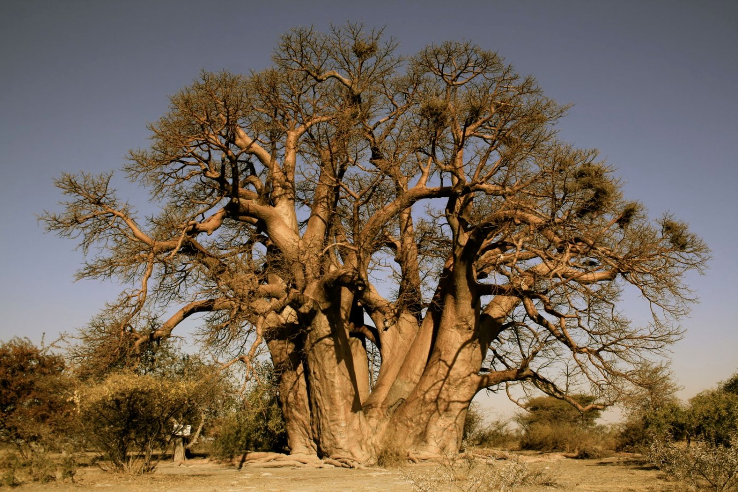 chapmansbaobab