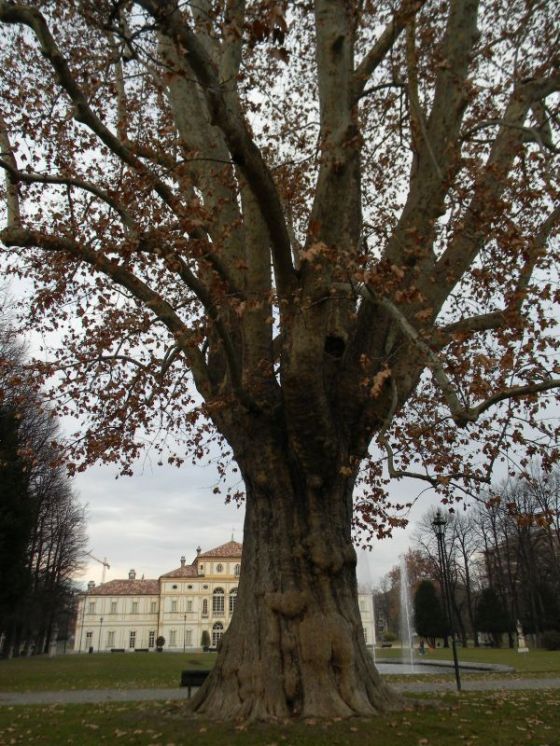 tesoriera_platano_fratus_web