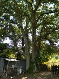 cerrosughera_sassetta_fratus_1