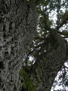 cerrosughera_sassetta_fratus_2