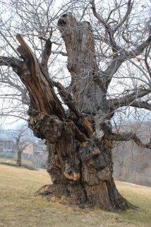 visita17febbraio2013_fratus_3