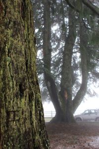 aprigliano_sequoie_fratus_2013_g