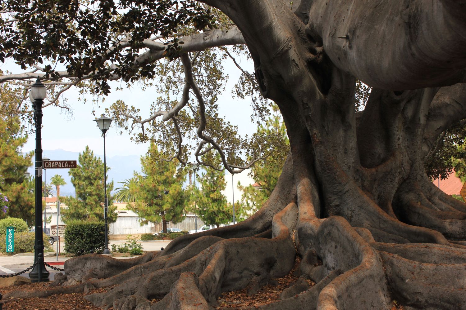 california_fratus_santabarbaraficus_redux