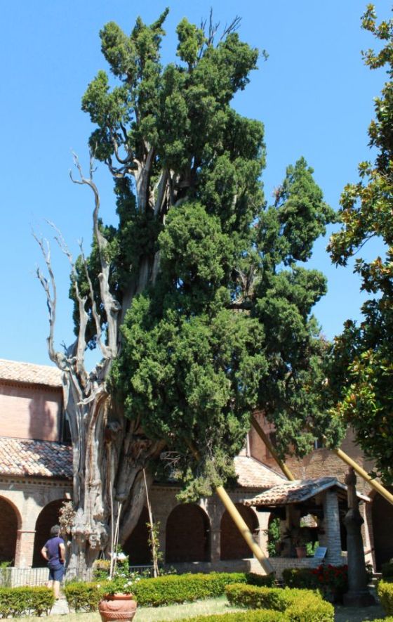 cipresso_fratus_verucchio