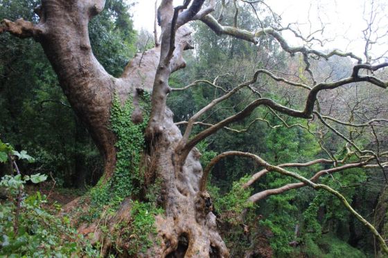 curinga_platano_fratus_2013