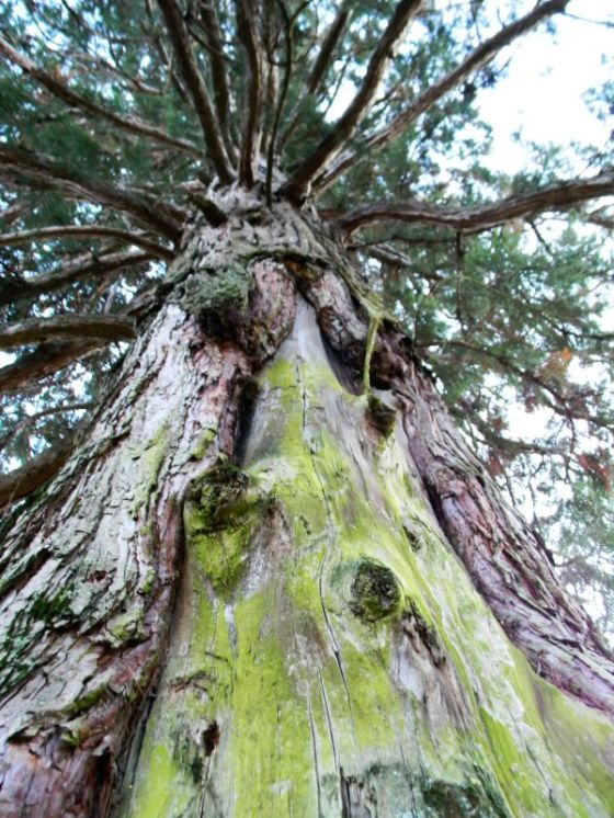 sequoia_longarone_a (2)