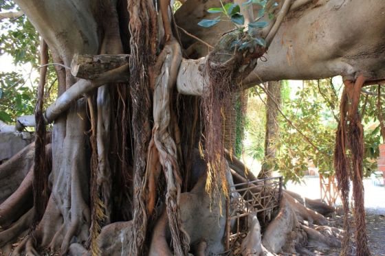 bordighera_bicknell_fratus_2012