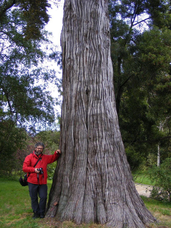 fratus_cipressomonterey_villathuret_2013_b