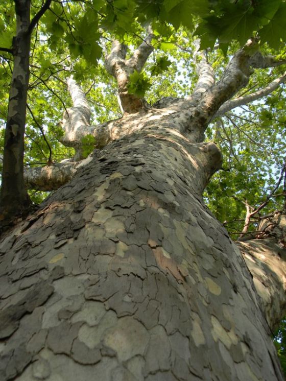 novara_platano_fratus