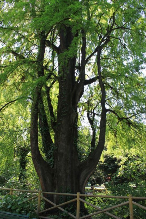 tassodio_fratus_milano