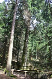 avezdelprizipe_lavarone_fratus_2013_redux_a