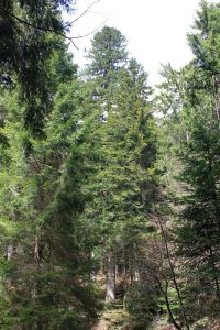 avezdelprizipe_lavarone_fratus_2013_redux_b