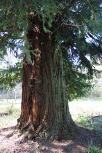 chiavazza_fratus_2013_a