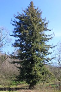 chiavazza_fratus_2013_b