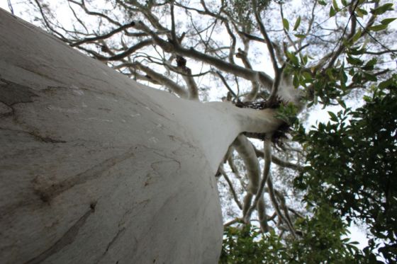 villathuret_fantasmabianco_fratus_2013