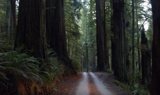 2-jedediah-smith-redwoods-state-park-2
