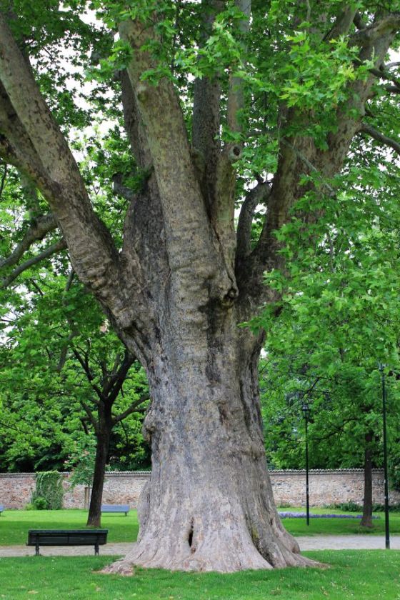 aldirettoreosservatorio_fratus_2012