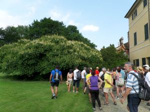 Biciclettata pensante 2013 | Il boschetto di ippocastano nano (Aesculus parviflora) in fiore attira l'attenzione dei visitatori, parco di Villa Il Torrione.