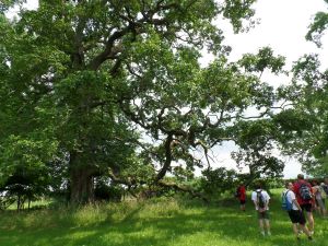 Biciclettata pensante 2013 | Fratus si avvicina alla gigante Pterocarya stenoptera del Campo dei Miracoli, Campiglione Fenile.