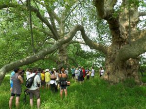 Biciclettata pensante 2013 | Un Homo Radix presenta i platani monumentali al Campo dei Miracoli, Campiglione Fenile.