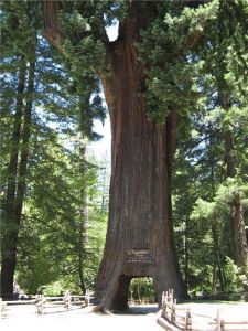 chandelier_homoradix_3