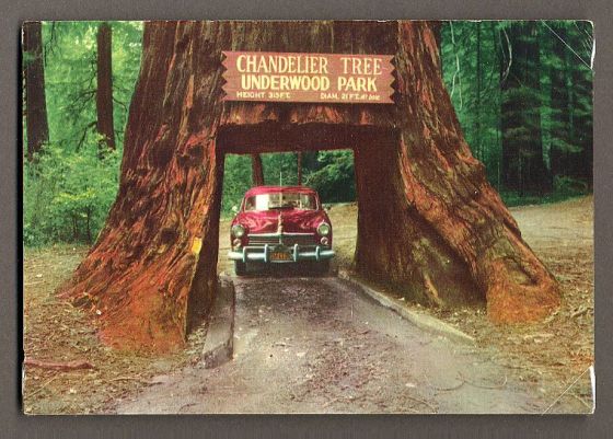 chandelier_homoradix_4