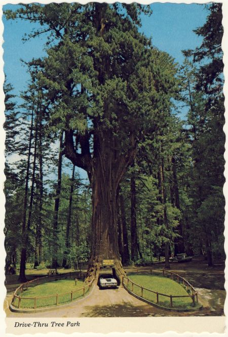 drivethrutreepark_tallview