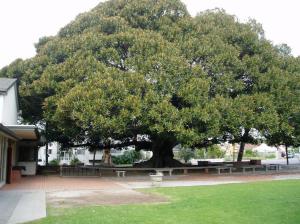 Ficus della chiesa di St John's a Los Angeles
