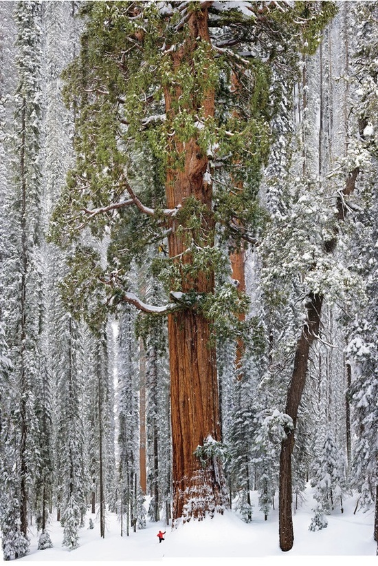 giant-sequoia