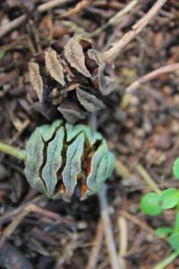 intro_valentino_metasequoiegiardinoroccioso_coni