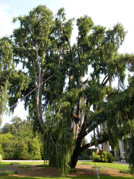 isolamadre_cipressodelkashmir_fratus