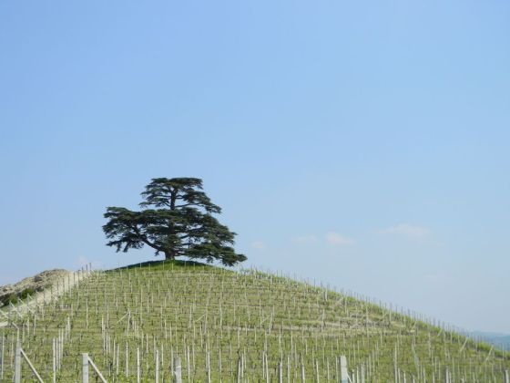 lamorra_cedrodellibano_fratus