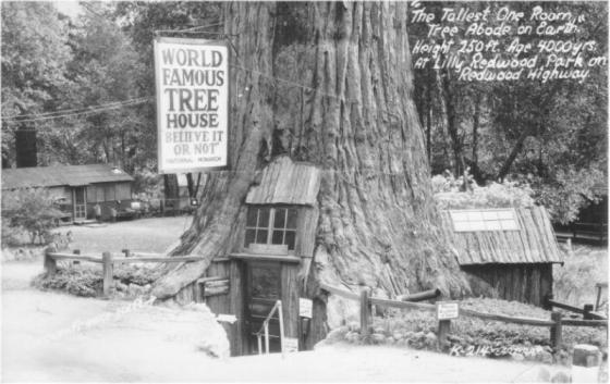 minnietreehouse_fotodeltempo