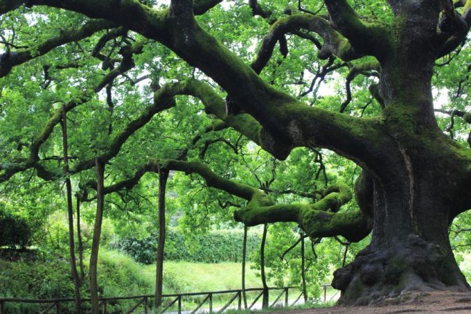 querciadipinocchio_fratus_2013_a