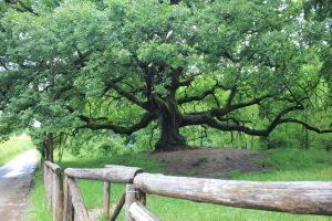 querciadipinocchio_fratus_2013_c