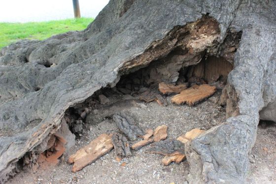 querciarossa_giardinimontanelli_fratus_2013_a