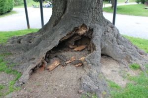 querciarossa_giardinimontanelli_fratus_2013_b