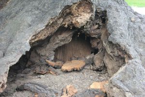 querciarossa_giardinimontanelli_fratus_2013_c