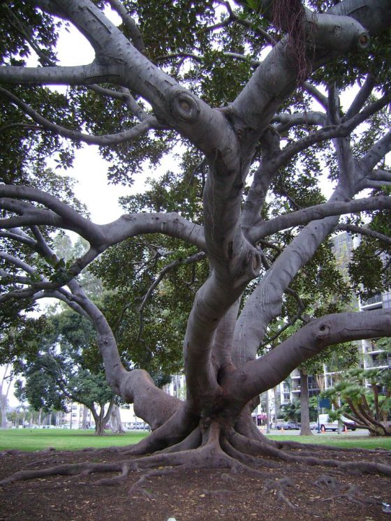 Ficus al Barboa Park di San Diego, foto di Tiziano Fratus, 2010