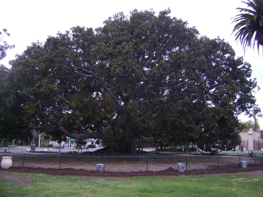 Ficus del Museo di Storia Naturale di San Diego, foto di Tiziano Fratus, 2010