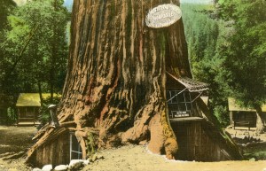The_Fraternal_Monarch_Lilley_Redwood_Park_Quadruped_Tree
