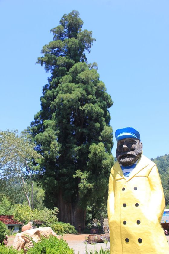 grandfathertree_fratus_2013