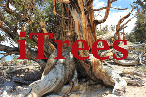 iTrees
