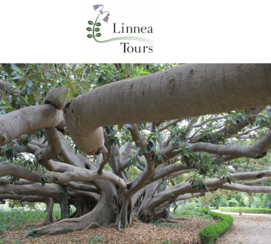linneatours_siciliabyfratus