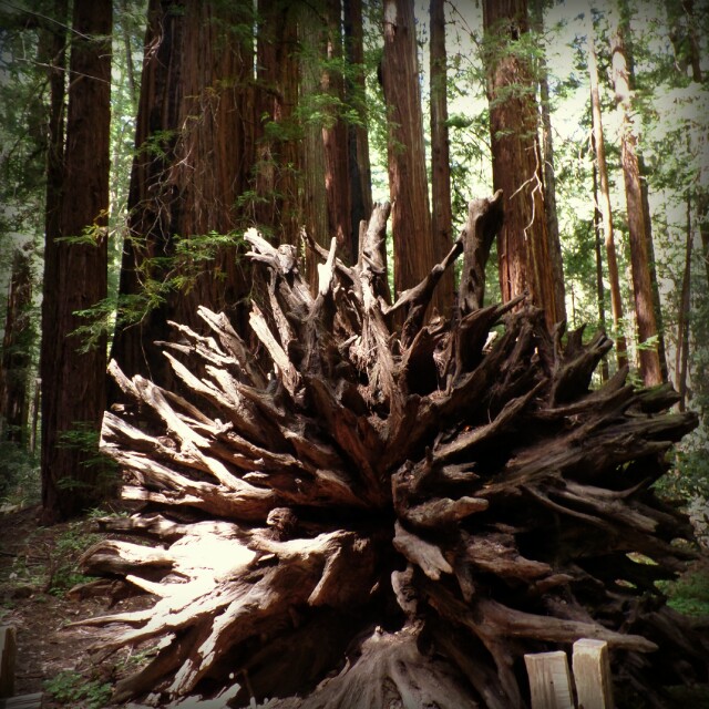 Armstrong Redwoods