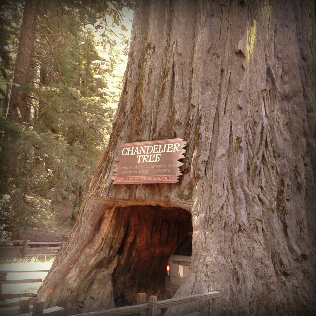 L’albero Candeliere