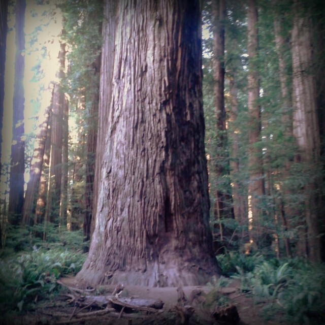 Stout Tree e i suoi 99 metri di altezza e&nbsp;Landmarks