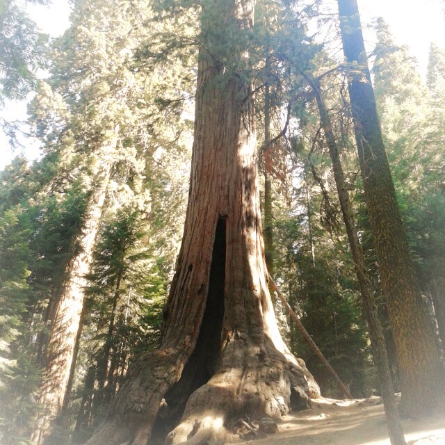 Big Mother Bear al Lost Grove